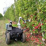 Four wheeled robot with a robotic arm picking apples of a row of trees in a green orchard
